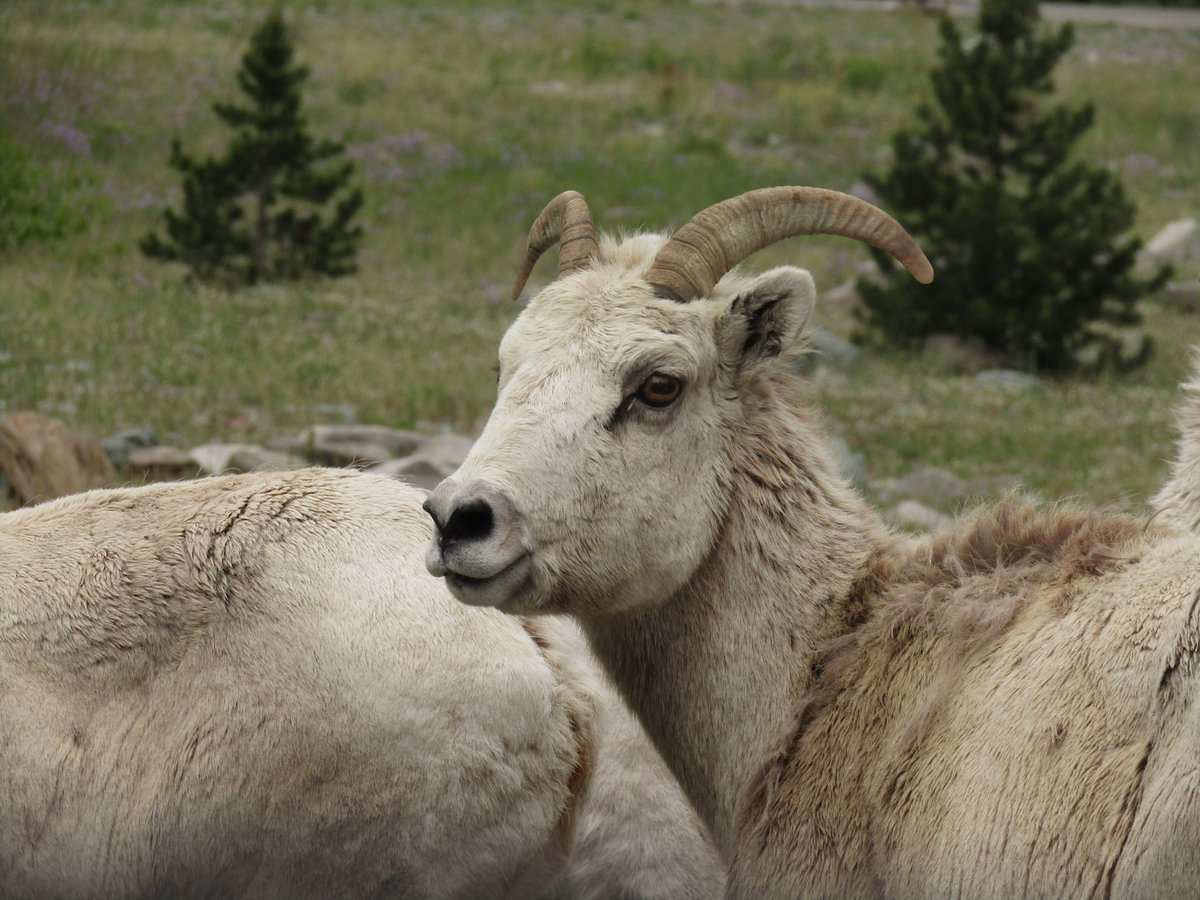 Happy #EarthDay2024! Our world is full of awesome beauty and wonderful creatures - like this bighorn sheep at @GlacierNPS. 

Nature refreshes the soul and puts things in perspective. Earth Day reminds us to take time to enjoy such amazing places - and of our duty to protect them.