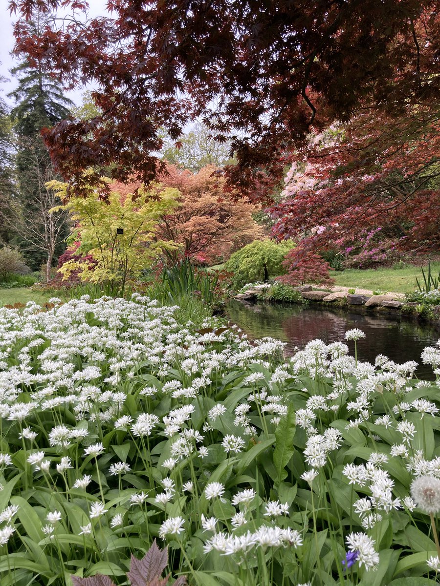 @exburygardens are absolutely stunning at the moment, even on a grey day.