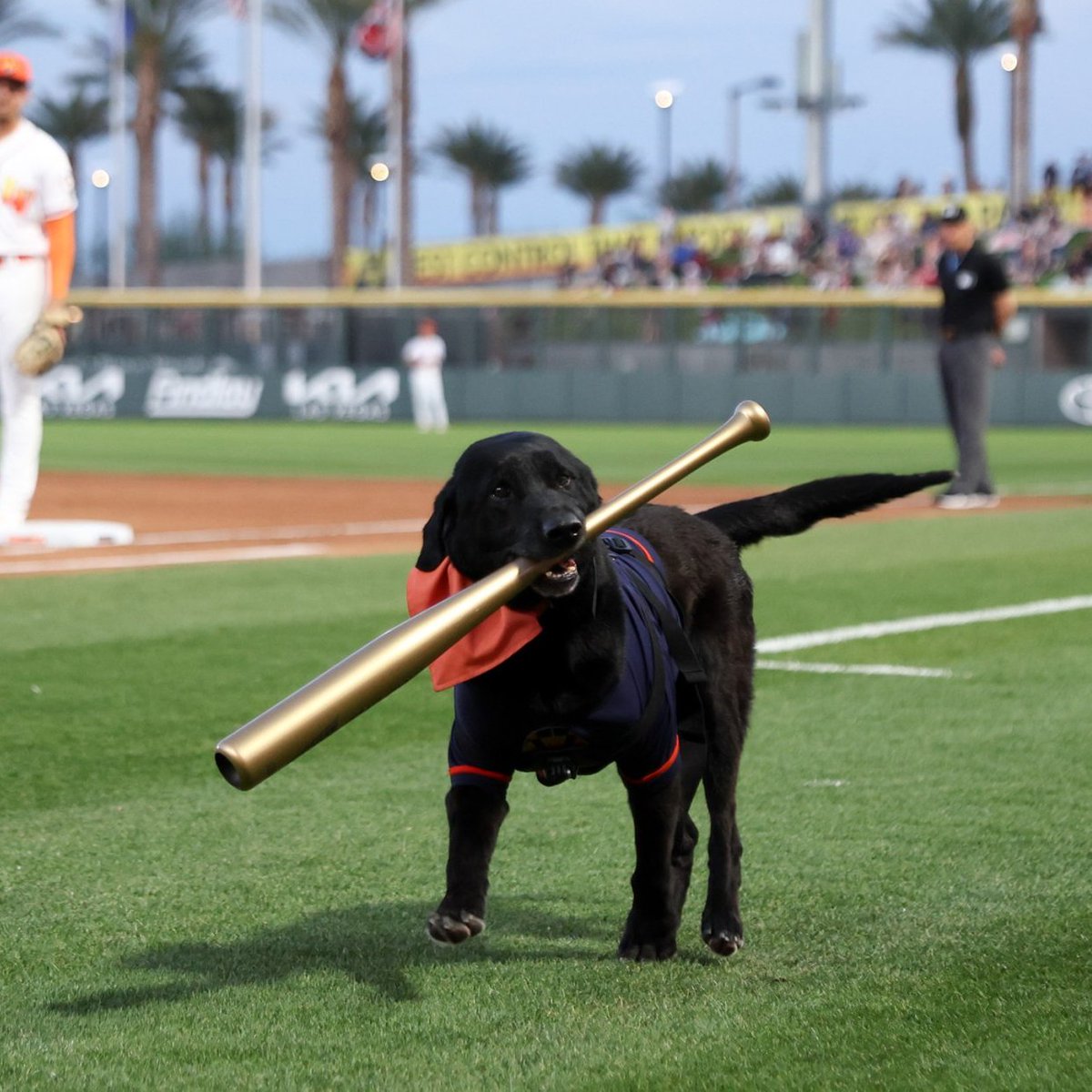 Happy Tails, Finn 🥹 On Friday, the Aviators celebrated the bat dog's career as @finnthebatdog fetched his final bats before retiring: atmilb.com/3U8XvfV