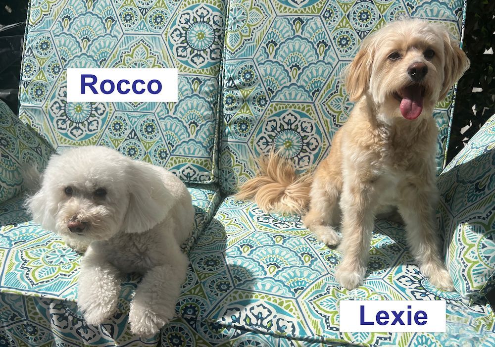 If it's Monday, it's WeTeach_CS Pets!

Rocco and Lexie bring so much joy to Nathalie Beausoleil and family! Arriving to the Beausoleil's in August 2020 at just 8 weeks old, both were cute 1-pound bundles of fur. Nathalie found them on Craigslist; brought them home in two hours!