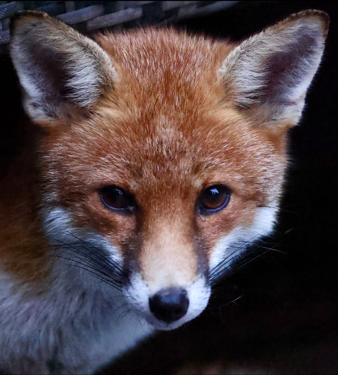 Fox on a mammal Monday #EarthDay24 #EarthDay2024 #WorldEarthDay #mammalmonday #Fox #foxcub #foxes #foxinmygarden #foxlove #foxlovers #FoxOfTheDay #WorldWildlifeDay2024 #urbanwildlife #urbanfox