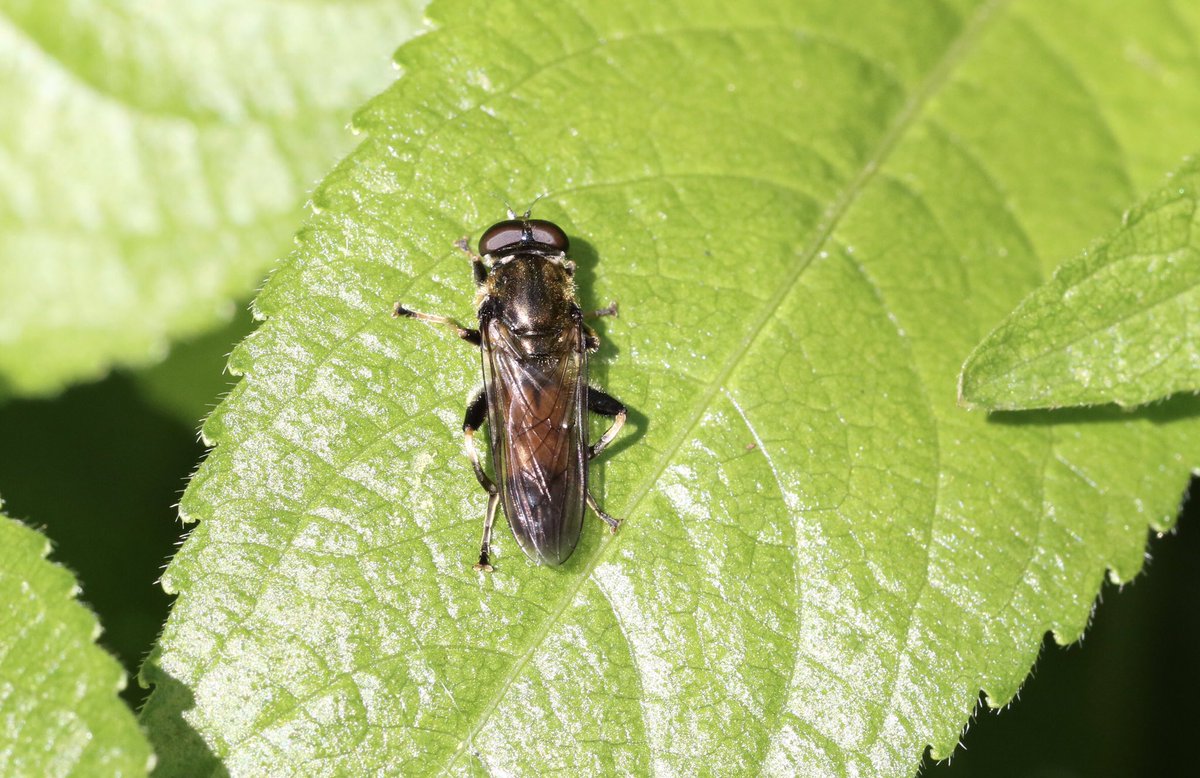 My 1st Xylota segnis of the year seen @RSPBMiddleton 21/04/24 @DipteristsForum #Syrphidae #Diptera #fly #hoverfly