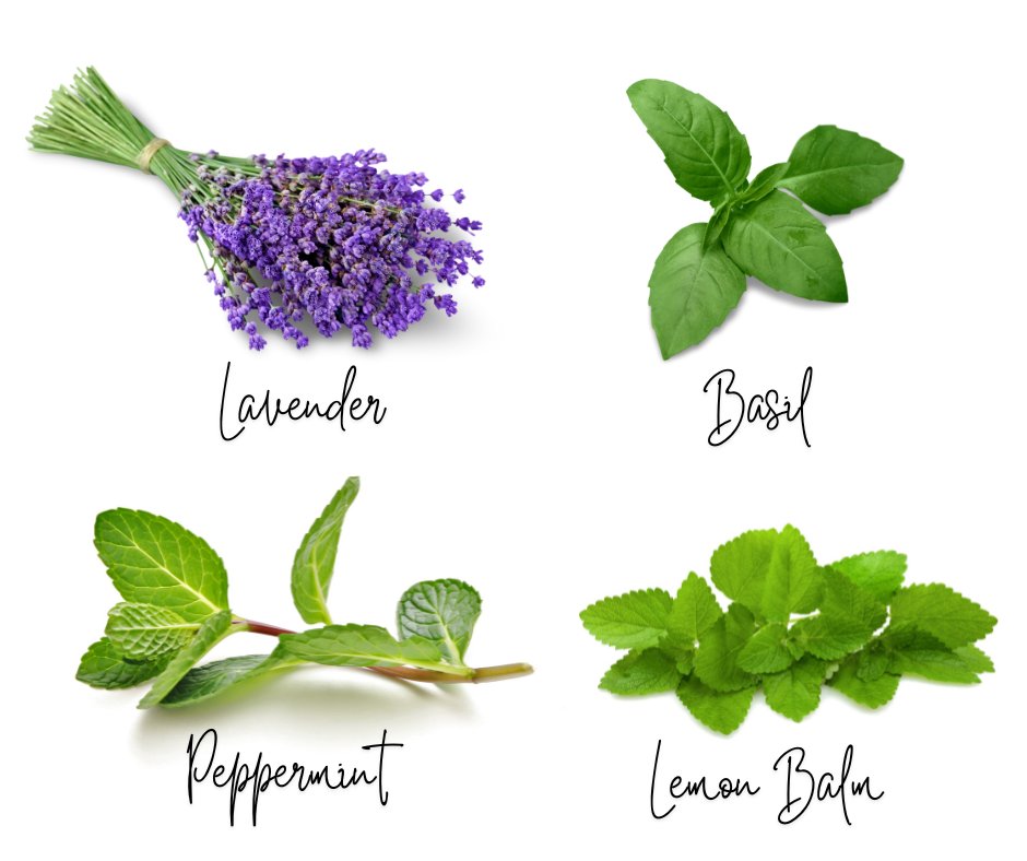 Incorporate mosquito-repelling plants  into your garden or patio. 🌿Your guests will thank you! 
1. Citronella
2. Lavender
3. Marigolds
4. Peppermint
5. Rosemary
6. Basil
7. Lemon balm

#MosquitoRepellent #NaturalSolutions #GardeningTips #Gardening