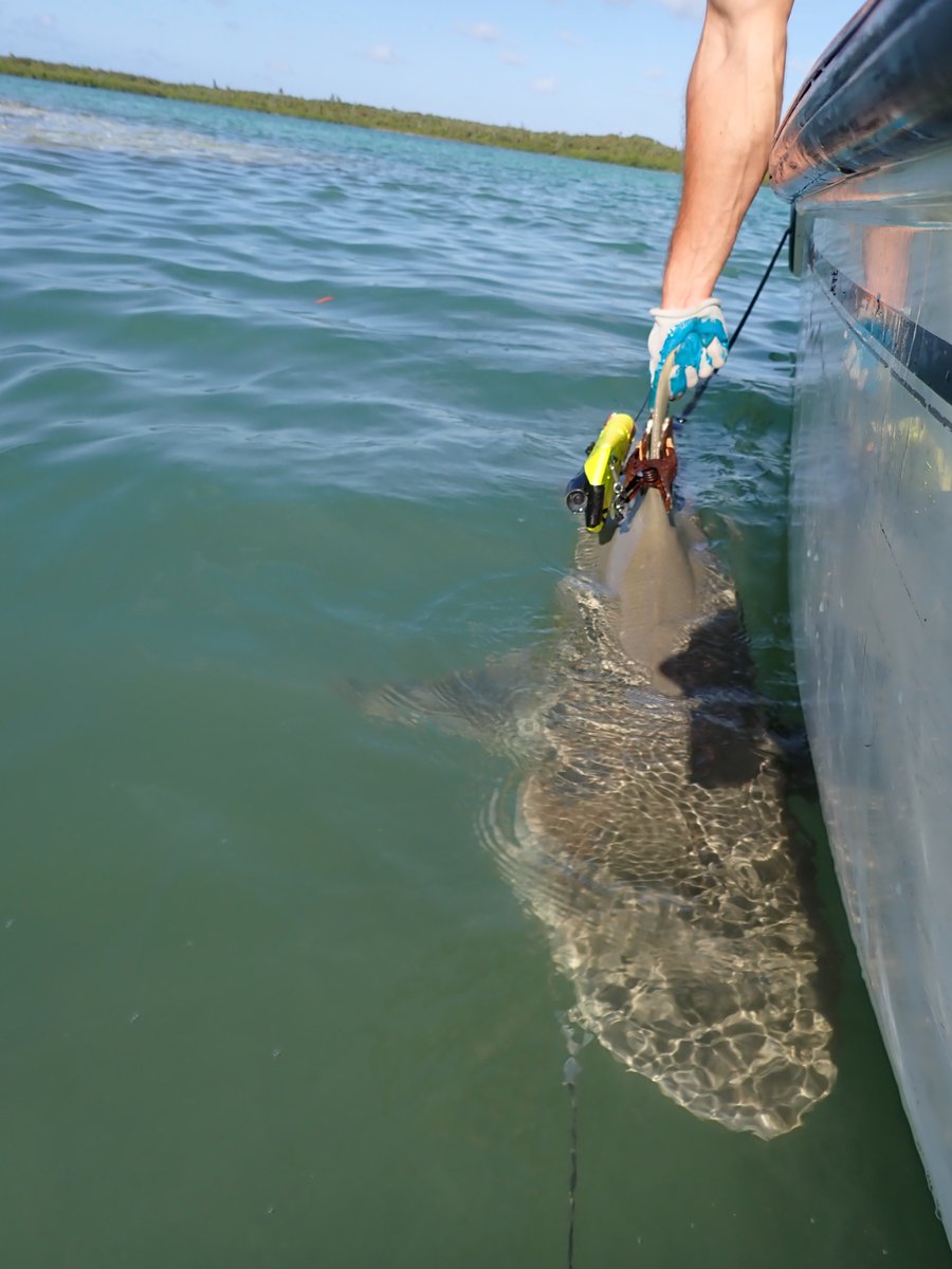 Wrapping up a 3-week field trip in Eleuthera, Bahamas, on #seagrass-#green turtle-shark interactions with Delphine, @EstebanNicole, and the team at Cape Eleuthera Institute. Deployed satellite tags & video cameras on turtles & sharks – stay tuned #Fieldwork #Research