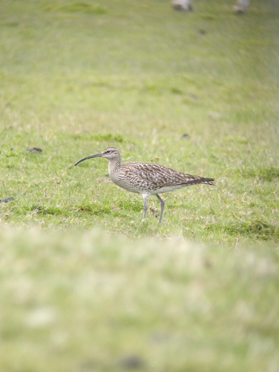 Around 12 Whimbrel at Ardmore Point today. Also 1 Bar-tailed and 2 Black-tailed Godwit, 2 or 3 Sandwich Tern, 1 Gannet, 11+ Black Guillemot, 6+ Razorbill & lots of Red-throated Diver. @clydebirding