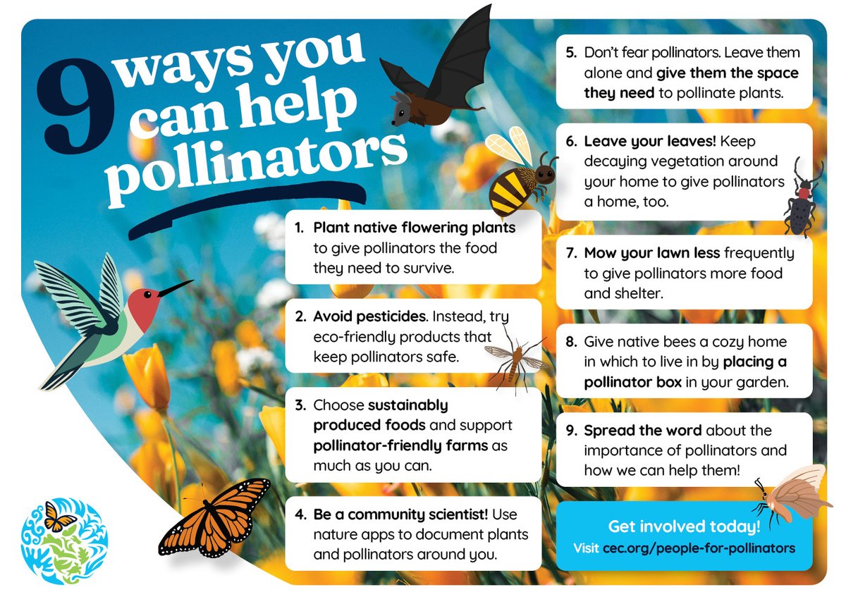 🌎 Happy #EarthDay! Discover 9 simple ways to support our vital pollinators! From planting pollinator-friendly flowers to reducing pesticide use, every action counts. 🌼🐝 Learn more: cec.org/people-for-pol… #PeopleForPollinators