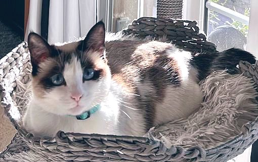 Ishia baked a fresh loaf and is keeping it warm in a basket in the sun ☀️ 

Happy #kittyloafmonday friends!

This sweet 2.5yo girl is available for adoption through our #LosAngeles rescue! (link in our profile)

#CatsOfX #XCats #CatsOfTwitter #AdoptDontShop