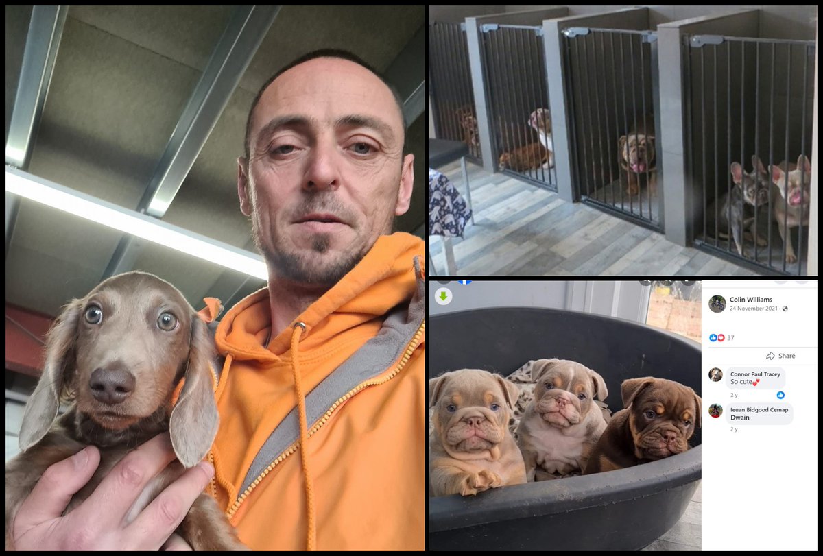 Please retweet CONVICTED UNLICENSED BACK YARD BREEDERS COLIN AND RUTH WILLIAMS from #FleurdeLis, #Blackwood, #Caerphilly #WALES #UK  - for a catalogue of animal cruelty offences towards dogs and puppies.  
Sentencing |Colin Williams: jailed for four months. Indefinite ban.
Ruth