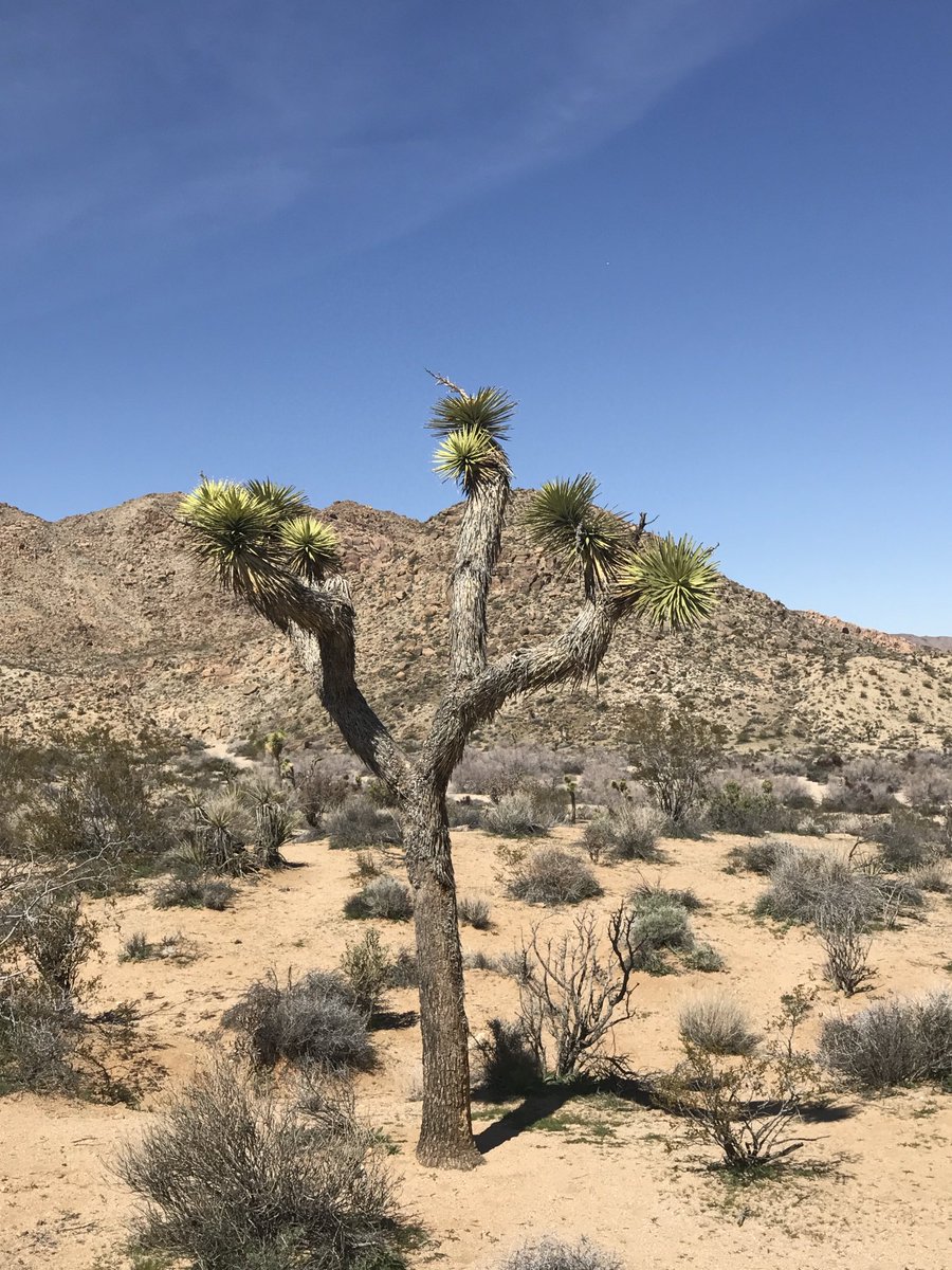 Or this lonely Joshua Tree #EarthDay2024