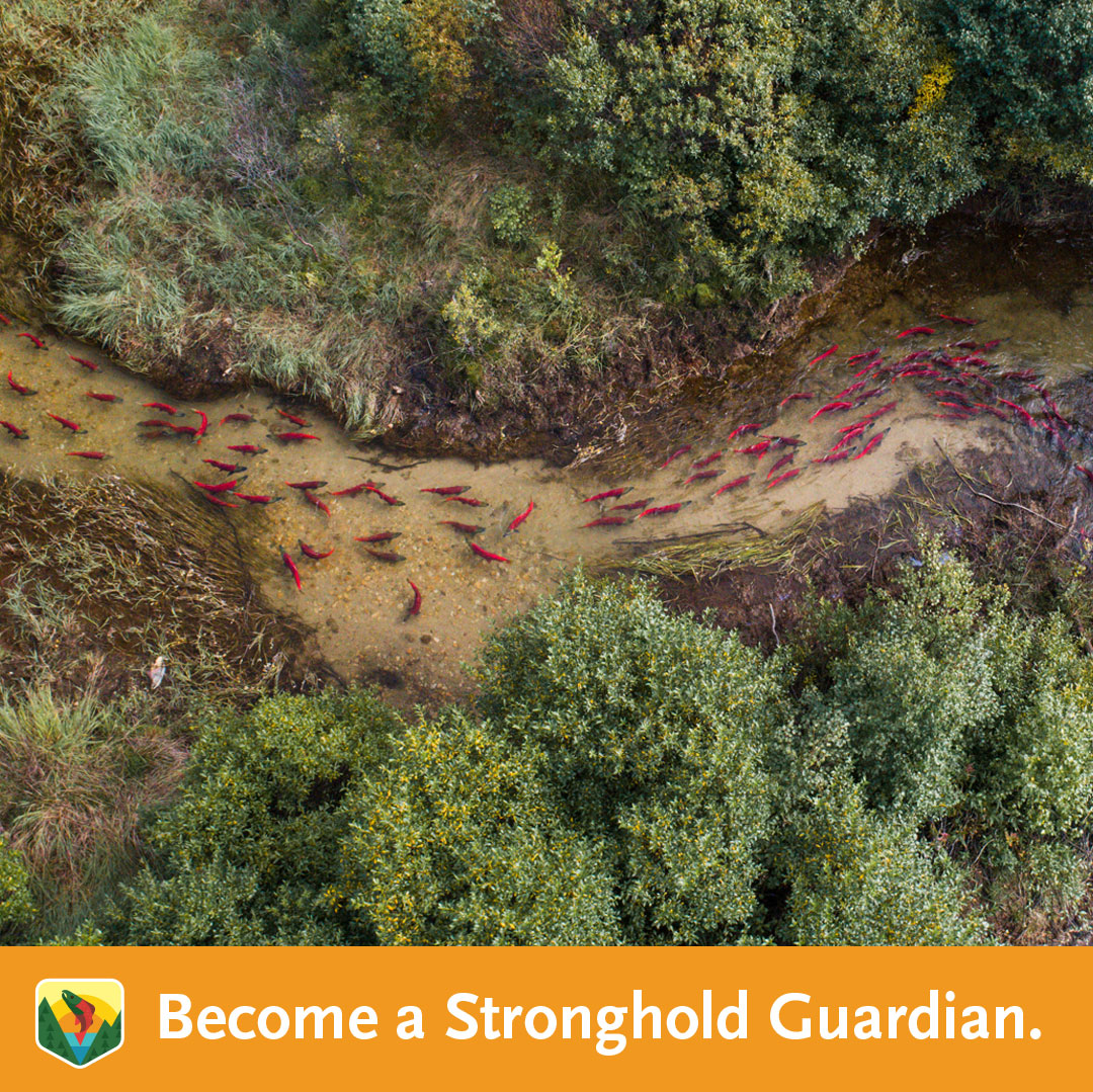 This #EarthDay, let's celebrate: With our partners, 7.7 million acres of #salmon habitat have been protected and 89 rivers have been prioritized for #wildfish management. ⁠
⁠
Join our community of Stronghold Guardians at l8r.it/J8N8.