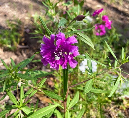 Happy #EarthDay! 🌎 🐻 Mark your calendar for the inaugural Clarkia Festival 🌸 taking place Saturday, May 18 from 10am - 4pm at the UCLA Mathias Botanical Garden. Entry is free and open to the public — no RSVP required. ucla.in/3W7wtYN @uclabotanical @UCLAlifesci