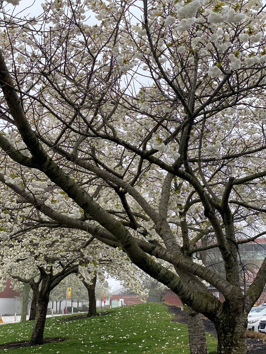 Adelphi’s Garden City campus is truly something special! Loving this beautiful spring weather on our arboretum. #EarthDay