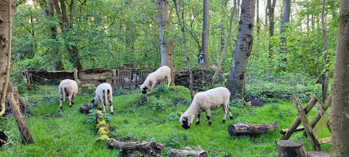 Hetty van Riessen tweet media