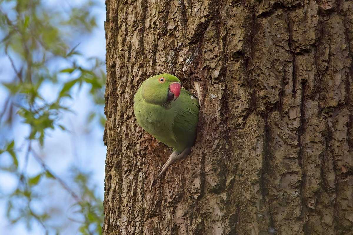 The parakeets have moved into last years woodpecker nest #fsprintmonday #sharemondays #birdphotography