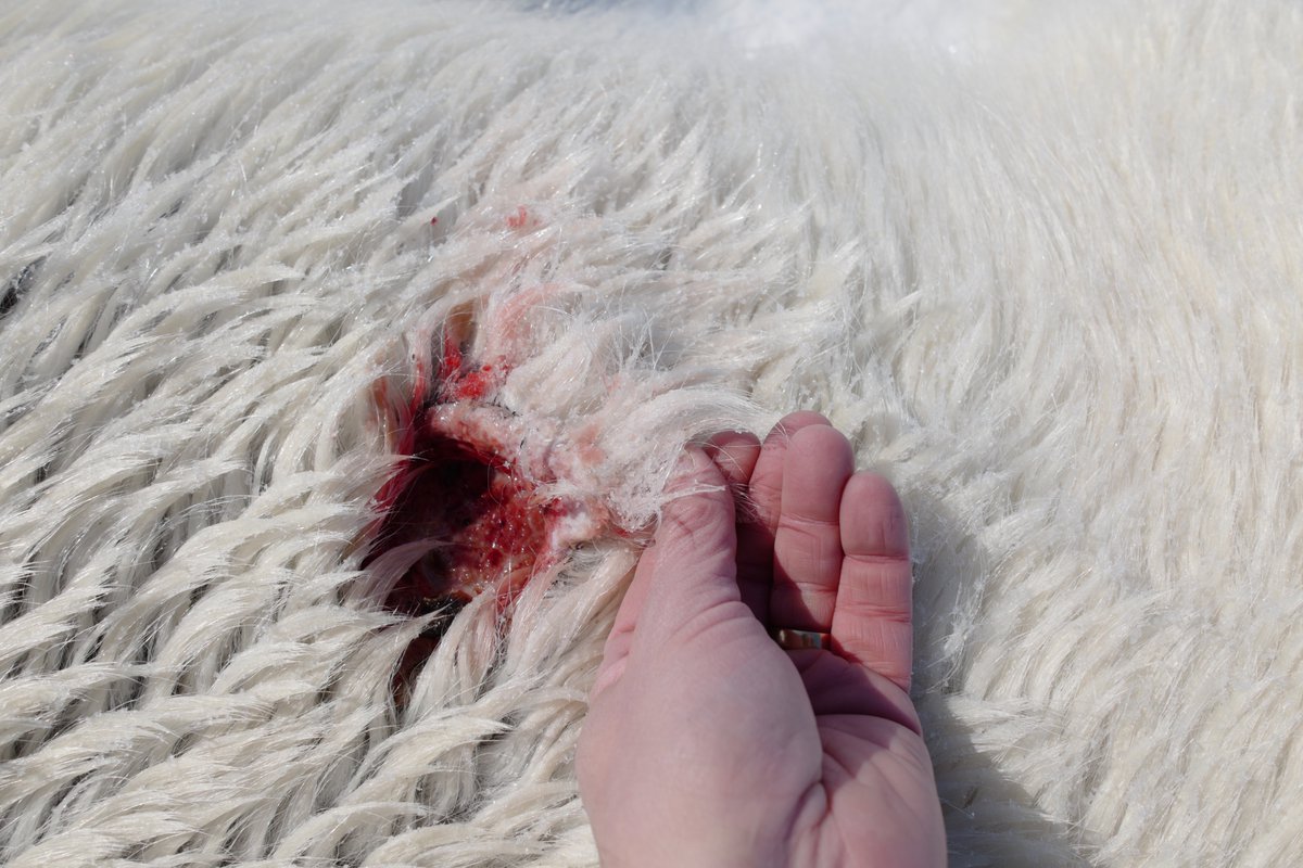 Mating season injury on an adult male polar bear. This probably hurts like crazy (especially when the wind is blowing) but I've seen far worse injuries from fights over estrus females. Some males only get a few chances to mate over their lifetime & competition is intense.