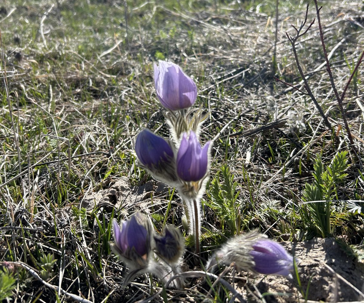 Flowers are starting to emerge!