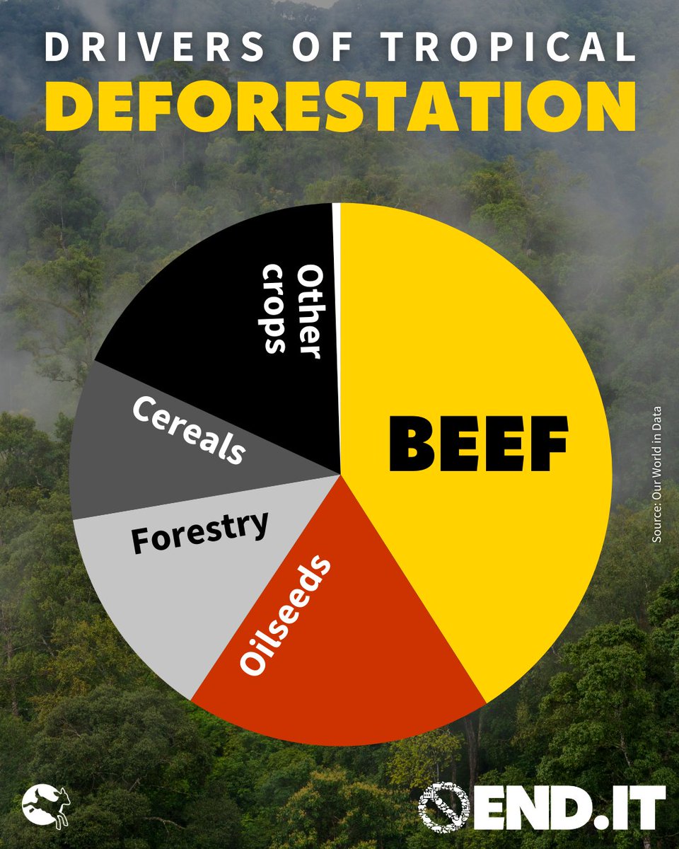 REMINDER: Intensive agriculture is a leading cause of deforestation. Huge swathes of forests are being decimated for beef, or oilseeds & cereals which are used to feed animals suffering in factory farms. #EarthDay