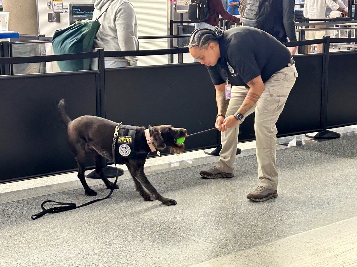 When @TSA passenger screening canine Szonja 'hits' on a device during training, she gets rewarded with some play time with her TSA handler at @Reagan_Airport. Szonja's favorite toy is a ball on a rope.