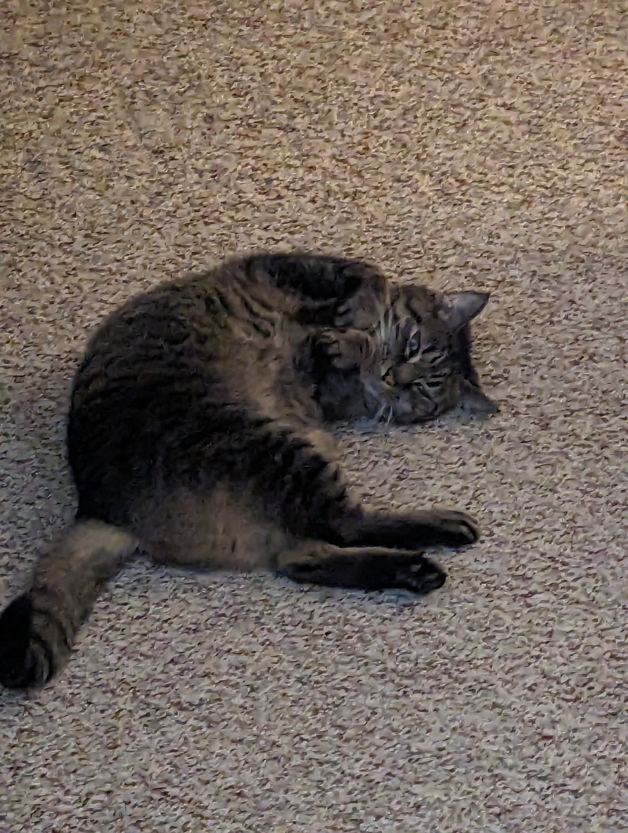 legendbeardz's tweet photo. // have pictures of my cousin's cat (she's staying with us currently and brought her cat) ,, her name is chompers and she's sassy n hisses at me !! https://t.co/BL8dFOfGNU