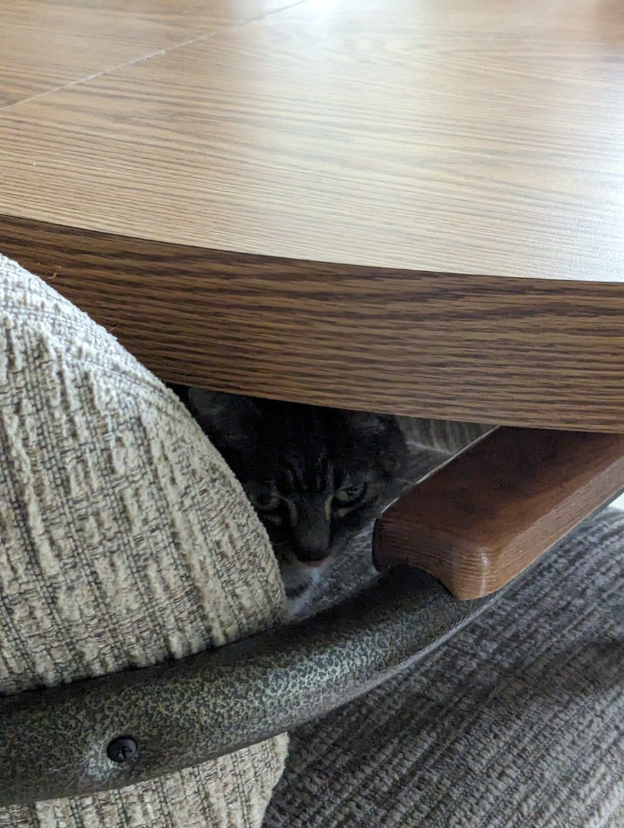 legendbeardz's tweet photo. // have pictures of my cousin's cat (she's staying with us currently and brought her cat) ,, her name is chompers and she's sassy n hisses at me !! https://t.co/BL8dFOfGNU