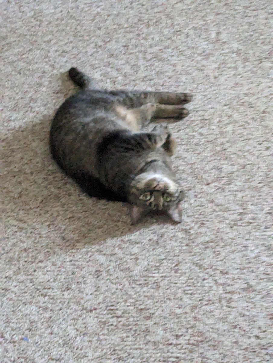 legendbeardz's tweet photo. // have pictures of my cousin's cat (she's staying with us currently and brought her cat) ,, her name is chompers and she's sassy n hisses at me !! https://t.co/BL8dFOfGNU