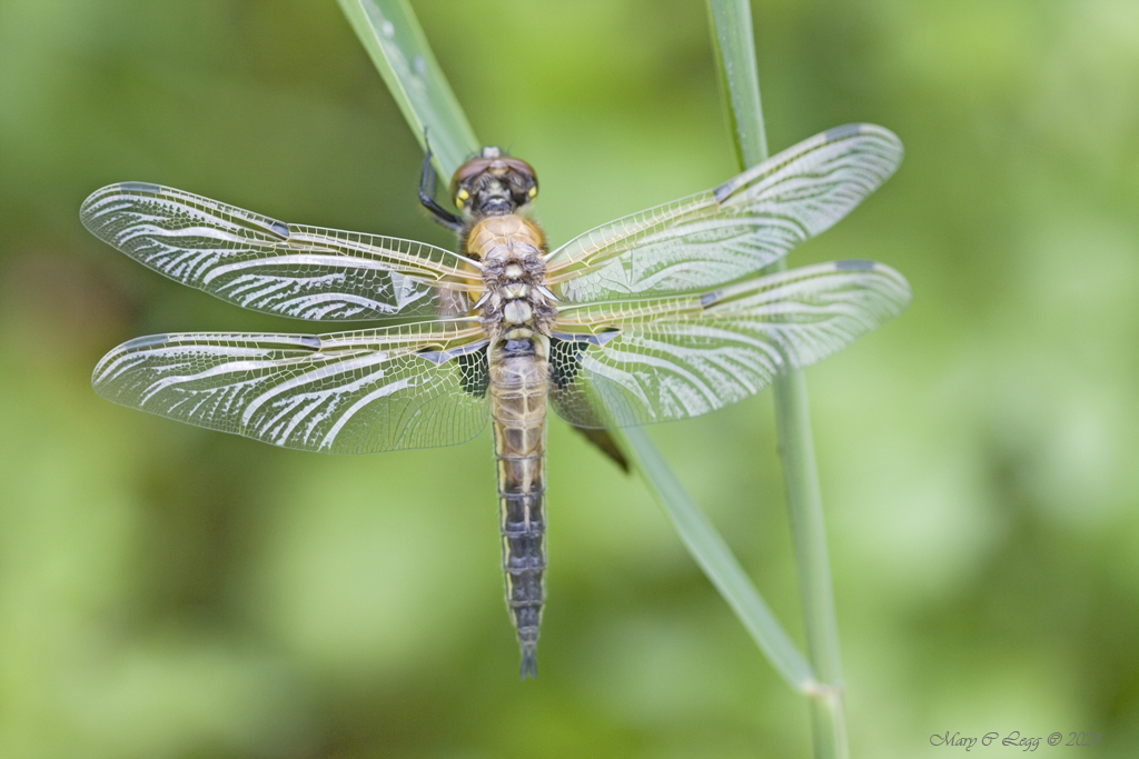 pogomcl's tweet photo. Four-spotted Chaser, Libellula quadrimaculata Canon 400D EF 100 2.8 f/3.5 1/320 iso: 200 Prague, Czech Republic 6/8/2008 #Dragonflies #Libelluidae #Odonata #Chasers #skimmers #Darters #Insects #Invertebrtes #macro #Wetlands https://t.co/KxrNe8RHEk