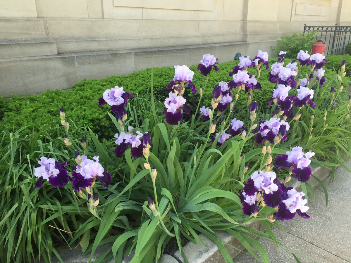 Happy Earth Day! Small things like these iris outside the old post office end of the Horizon Convention Center remind me of the importance of being good stewards of our planet. I took the photo on May 25, 2016. Will they bloom earlier with IN's climate getting warmer &amp; wetter?