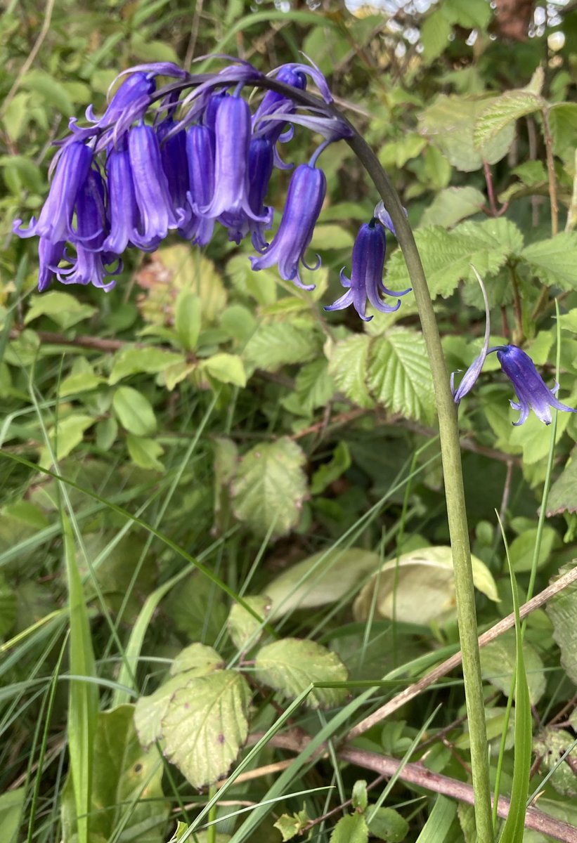 The most beautiful English wildflower 💜