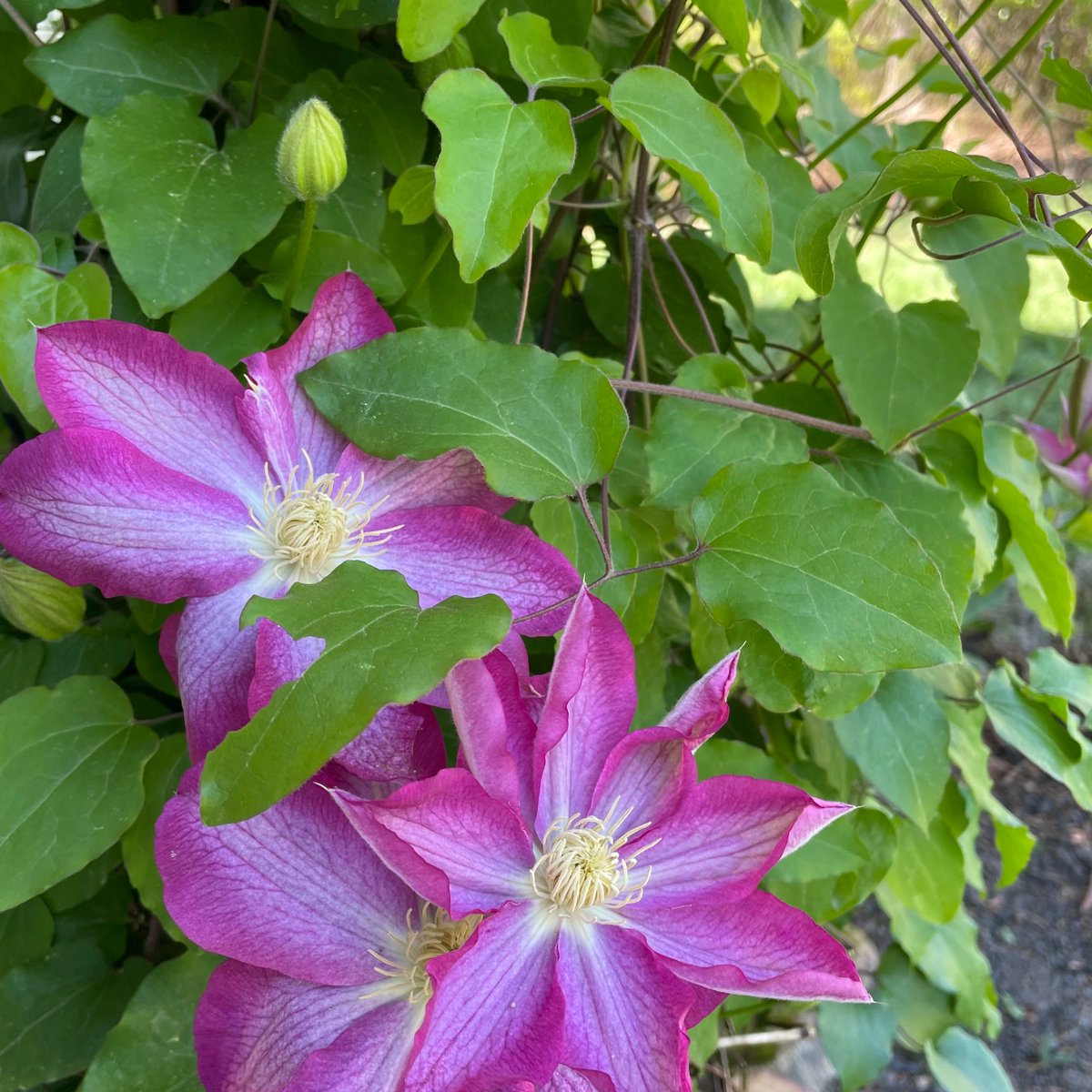 cassityconsult's tweet image. Let your volunteer engagement plans blossom this spring! Visit, cassityconsulting.com, and let&apos;s collaborate!
#cassityconsulting #nonprofit #smallbusiness