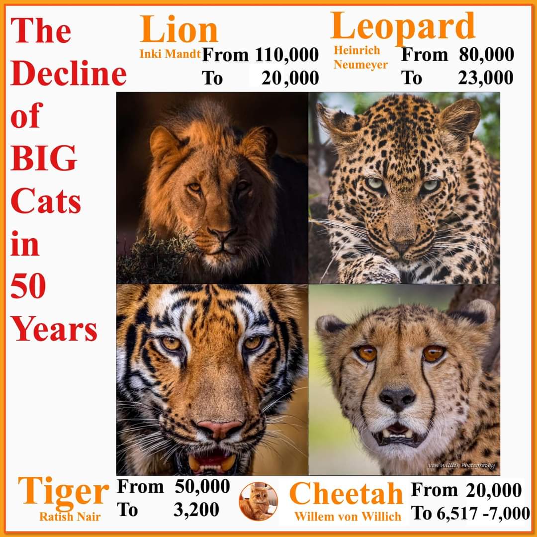 😢 terrible 😢   we are losing them all #lion #leopard #cheetah #tiger #SnowLeopard