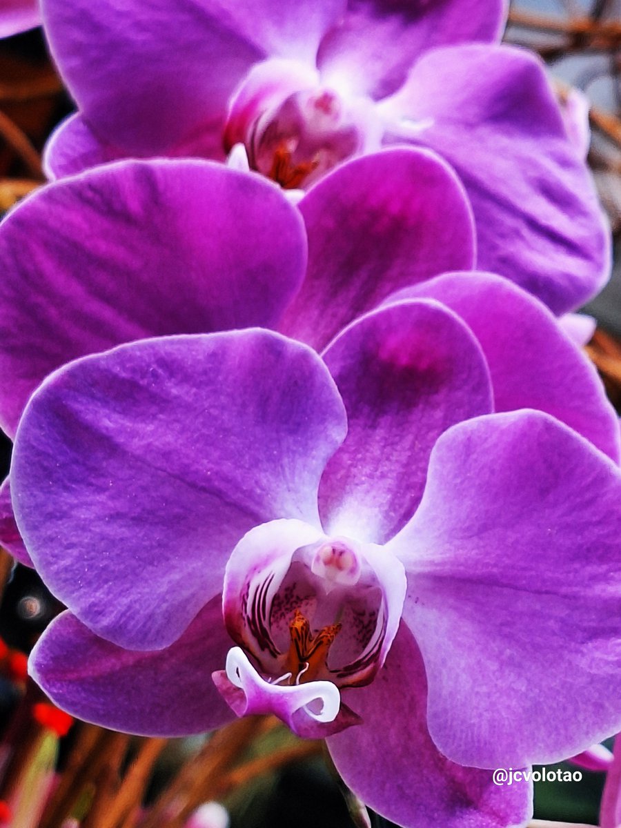 JcVolotao's tweet photo. #orquideas #orquidea #flores #flores🌸 #orquidario #jcvolotao #eclipseny https://t.co/hjWFAP8tW2