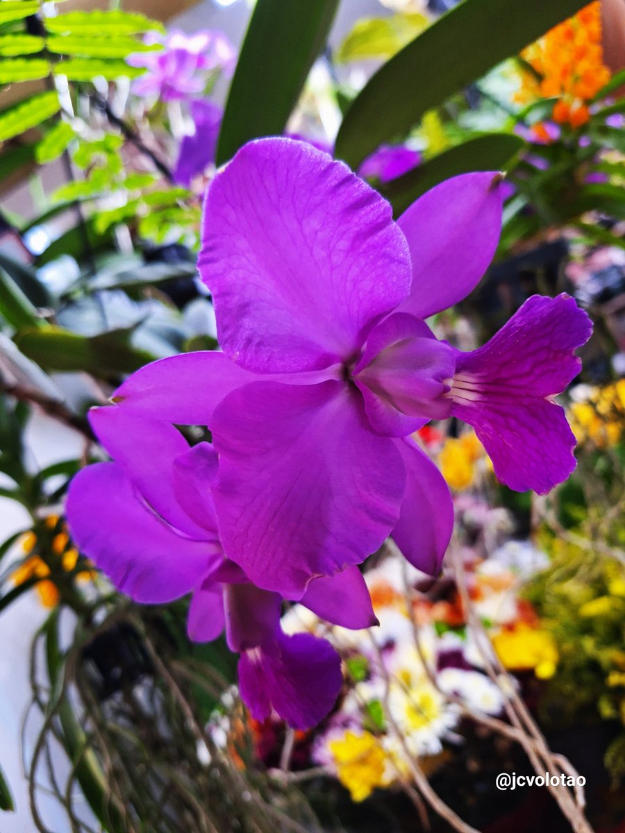 JcVolotao's tweet photo. #orquideas #orquidea #flores #flores🌸 #orquidario #jcvolotao #eclipseny https://t.co/hjWFAP8tW2