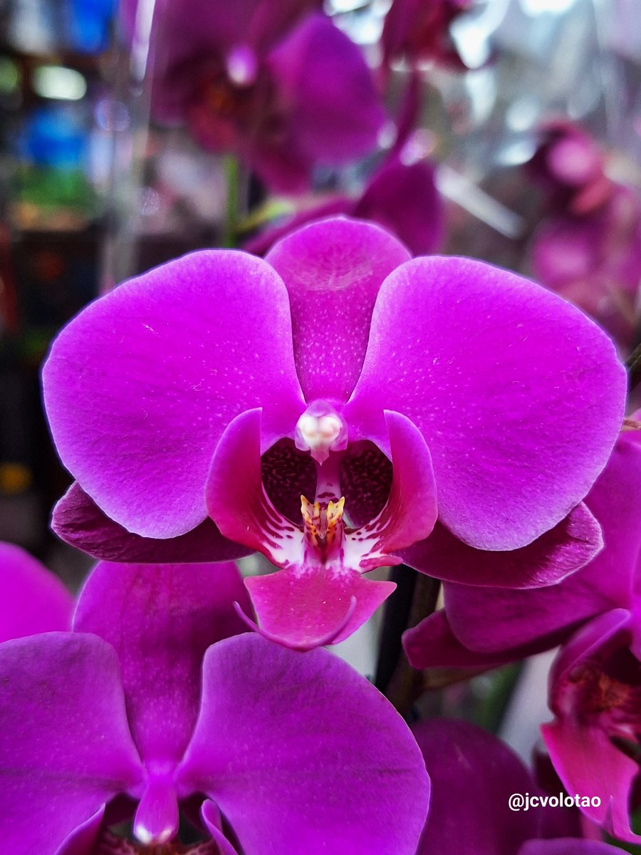 JcVolotao's tweet photo. #orquideas #orquidea #flores #flores🌸 #orquidario #jcvolotao #eclipseny https://t.co/hjWFAP8tW2