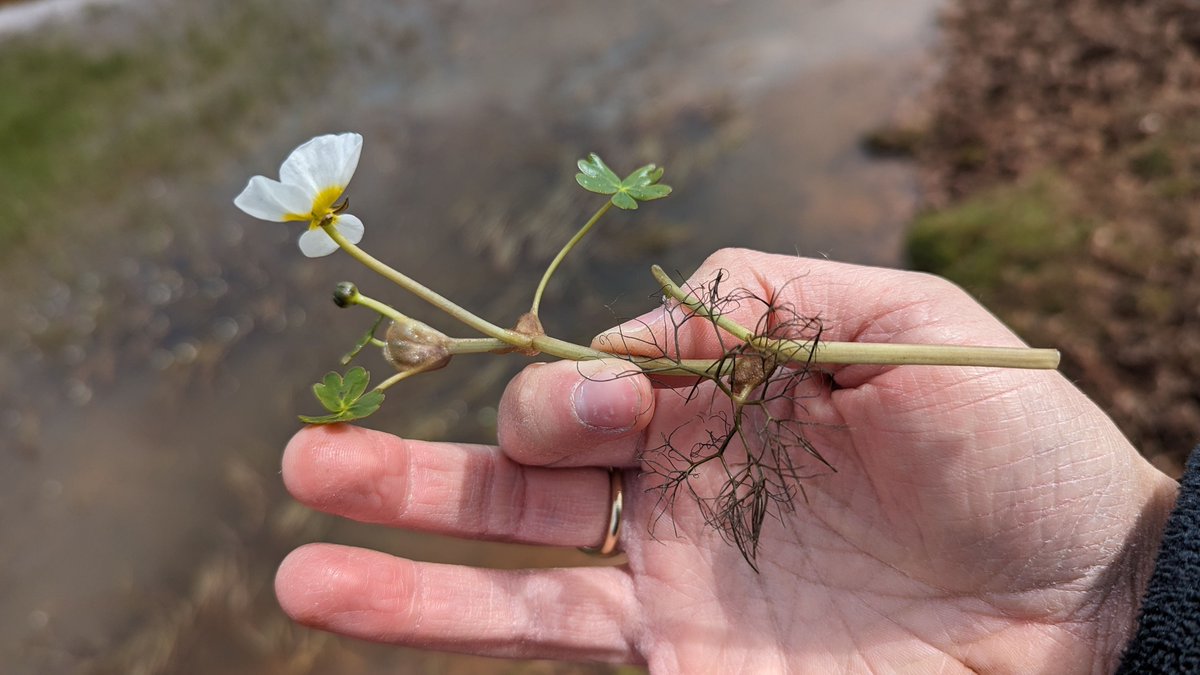 Tom Ward tweet media