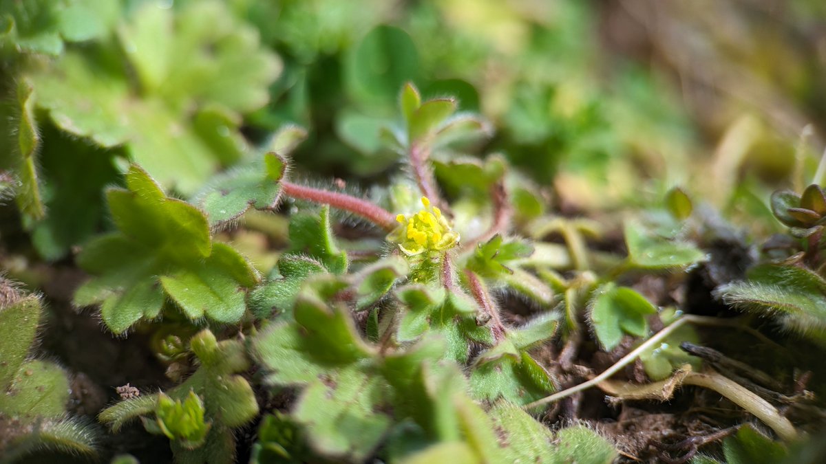 Tom Ward tweet media