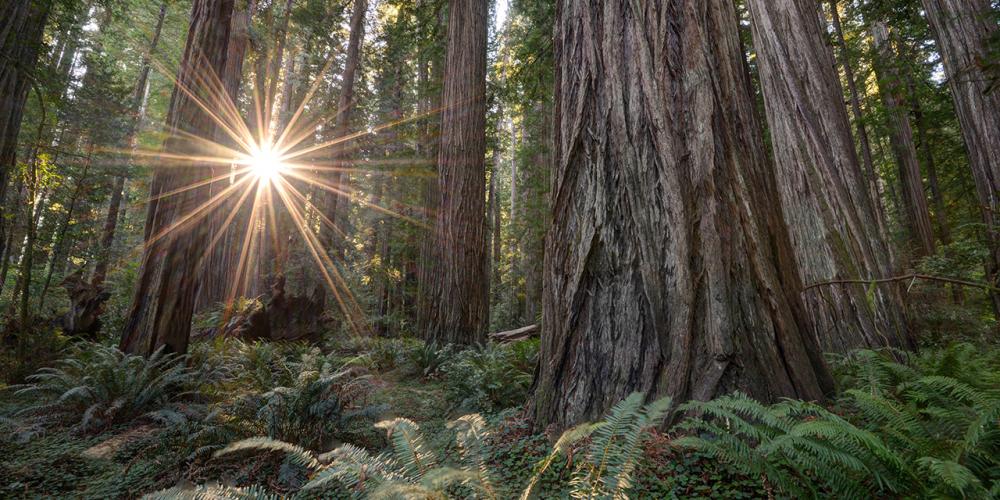 Action to prevent the destruction of ancient Redwood Trees in California. act.biologicaldiversity.org/3CppUwrf7ECRch… @CenterForBioDiv