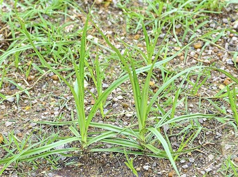 AgriLawn's tweet photo. Check out Tim's latest blog post about the challenges of yellow nutsedge, a common perennial weed in Oklahoma that can thrive in various soil conditions, including poorly drained and oversaturated soils.📷📷 https://t.co/76qKx9qgai
#nutsedge #donotpulltheweed #agrilawnokc https://t.co/NiTaLKmvav