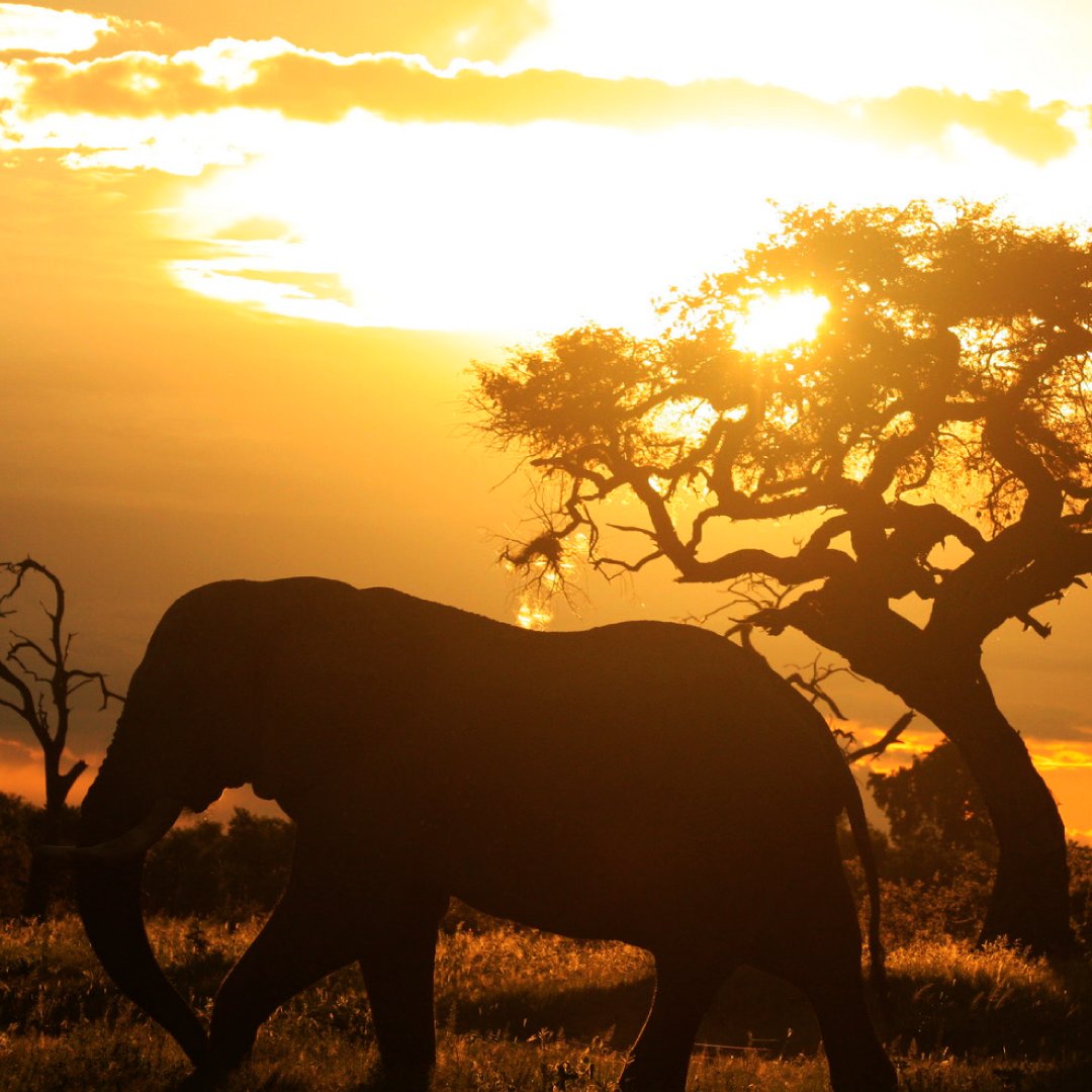 As the Linyanti elephant strides into the sunset, we're reminded this #EarthDay of our role in conservation. ⁣
⁣
What steps are you taking to ensure scenes like this endure for generations? ⁣
⁣
bit.ly/498FBzw⁣
⁣
#LinyantiPromise #ConservationAction #EarthDay⁣