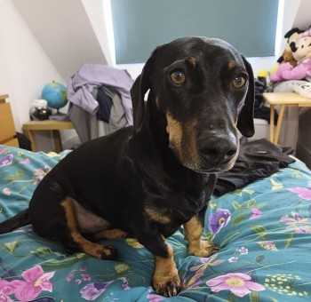 🆘21 APR 2024 #Lost MONTY #ScanMe Black Dachshund Male #SausageArmy Braunstone Lane #Braunstone #Leicester #LE3 Bolted out of front door . Staying with family whilst owner on holiday.😢 doglost.co.uk/dog-blog.php?d…