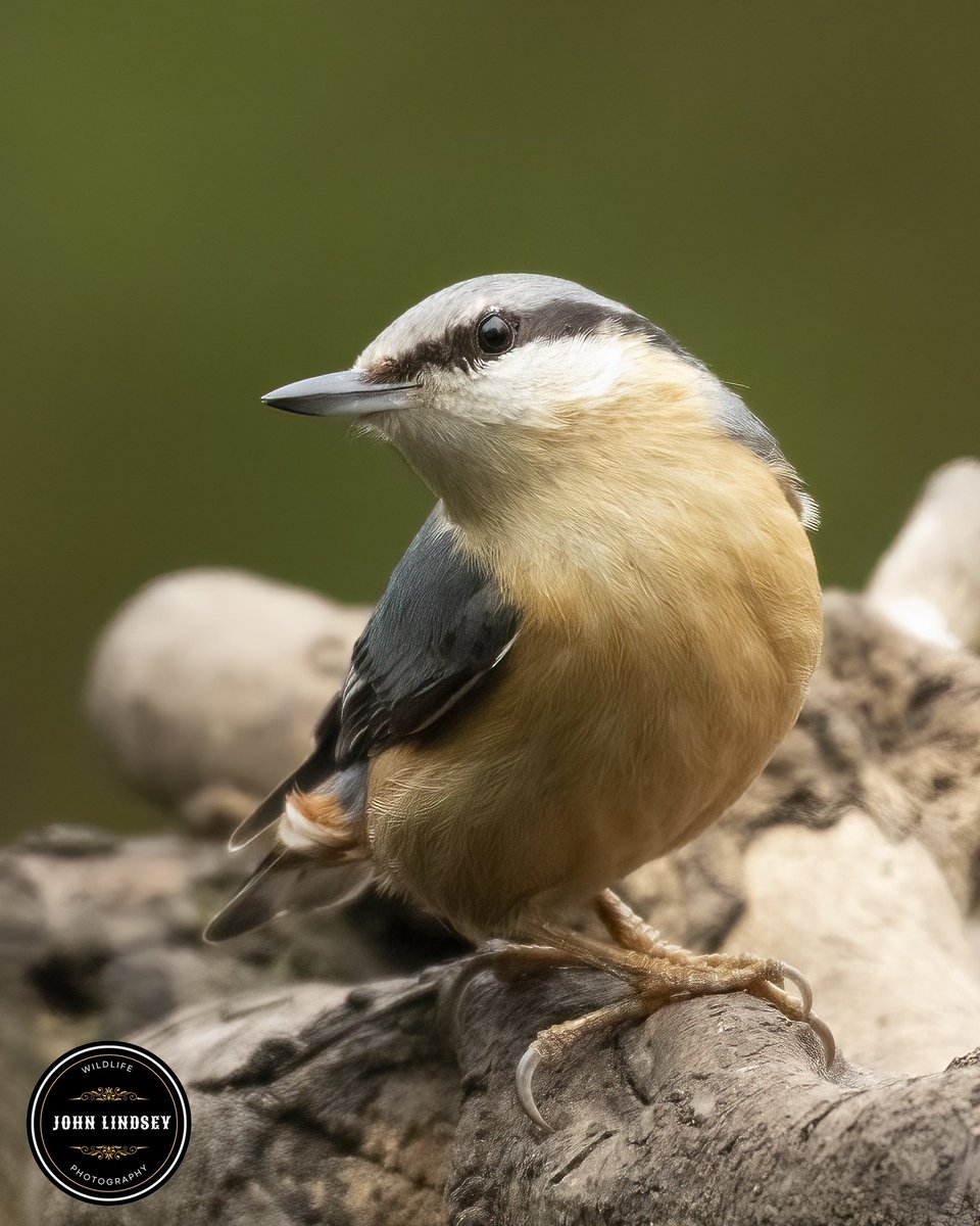 📸 Captivated by the Nuthatch! Allow me to introduce you to one of my absolute favorite birds to photograph – the charming Nuthatch! There's just something about these remarkable creatures that never fails to captivate me. #TwitterNatureCommunity @UKNikon @Natures_Voice