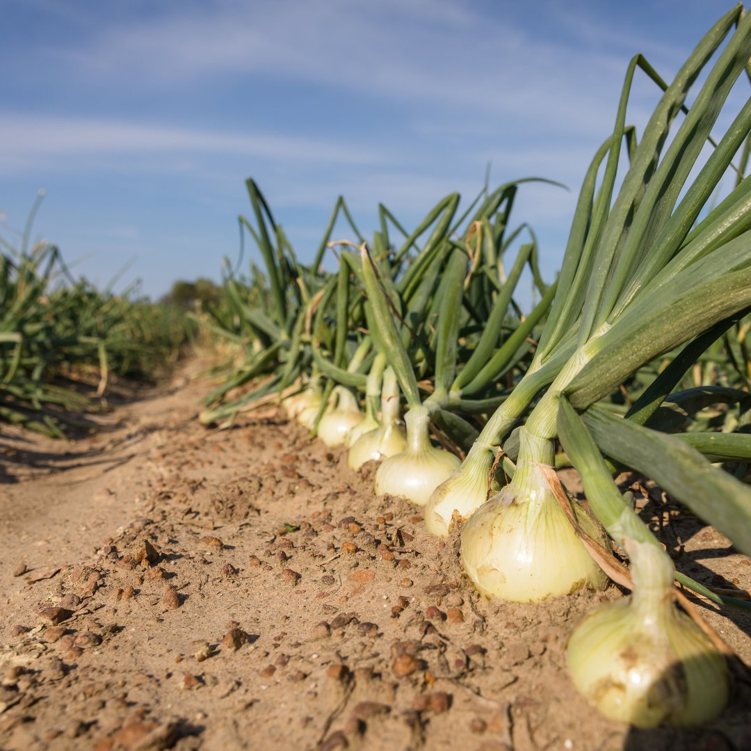 HarpsFoodStores's tweet photo. RealSweet Vidalia onion season is officially here! 🧅
-
Stop by to grab some world-famous RealSweet Vidalia onions today at Harps.
-
#realsweet #shumanfarms #GeorgiaGrown #realsweetonions #sweetonions #Vidalia #vidaliaonions #Vidaliaseason #GeorgiaGrowsItBest https://t.co/SVinayg6eA