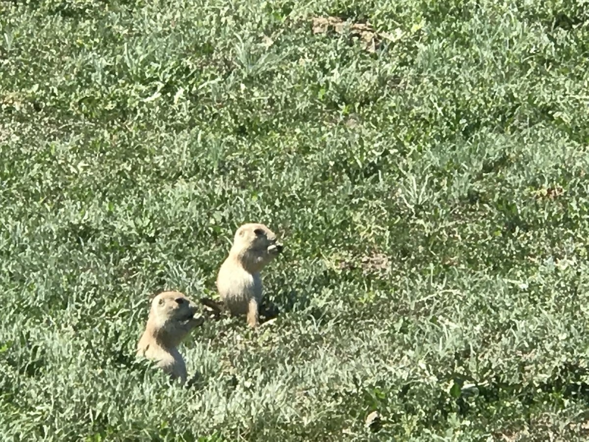 The very busy prairie dogs Theodore Roosevelt National Park #EarthDay2024