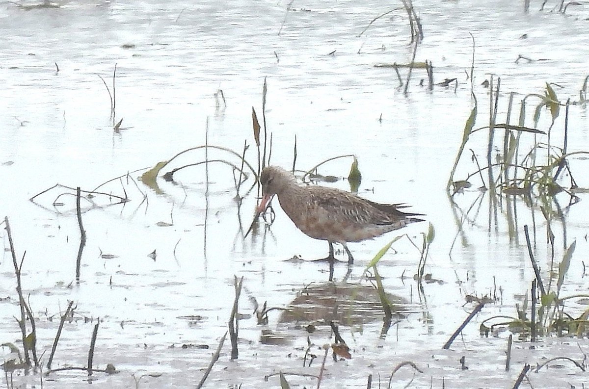 Since moving to Sutton I've adopted the Earith end of the Ouse Washes as my regular patch. Today it yielded one of my target find ticks: Bar-tailed Godwit! 😀 Makes up for the bitterly cold winds of the last few days! @CambsBirdClub