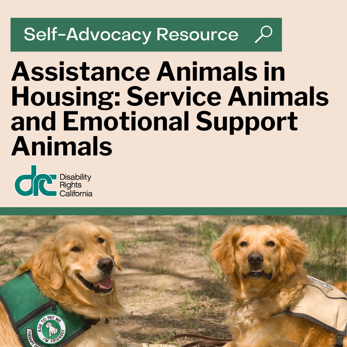 A service animal and an emotional support animal are two different categories of animals that can assist people with disabilities. Understanding the legal differences between the two types of assistance animals is important because the rules that apply to your situation may be