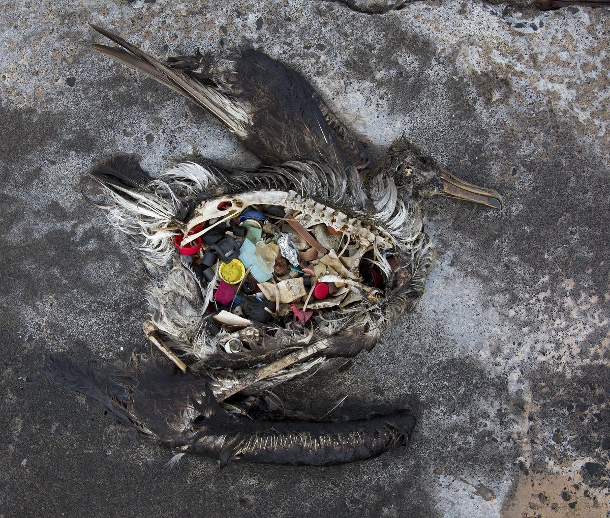 Our plastic waste is bad for wildlife.  

The image is of a deceased black-footed albatross chick. It's a sobering picture and normally we like to keep things light-hearted on this account, but every once in a while we need to have one of those "real talks." 

#EarthDay