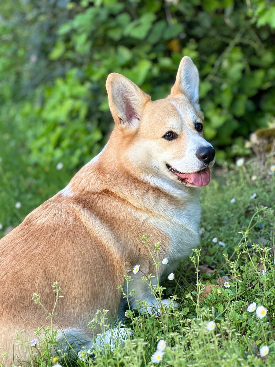 Bucolic doggo
.
.
.
.
#cheddarthecorgi #cheddar #cheddarthedog #corgi