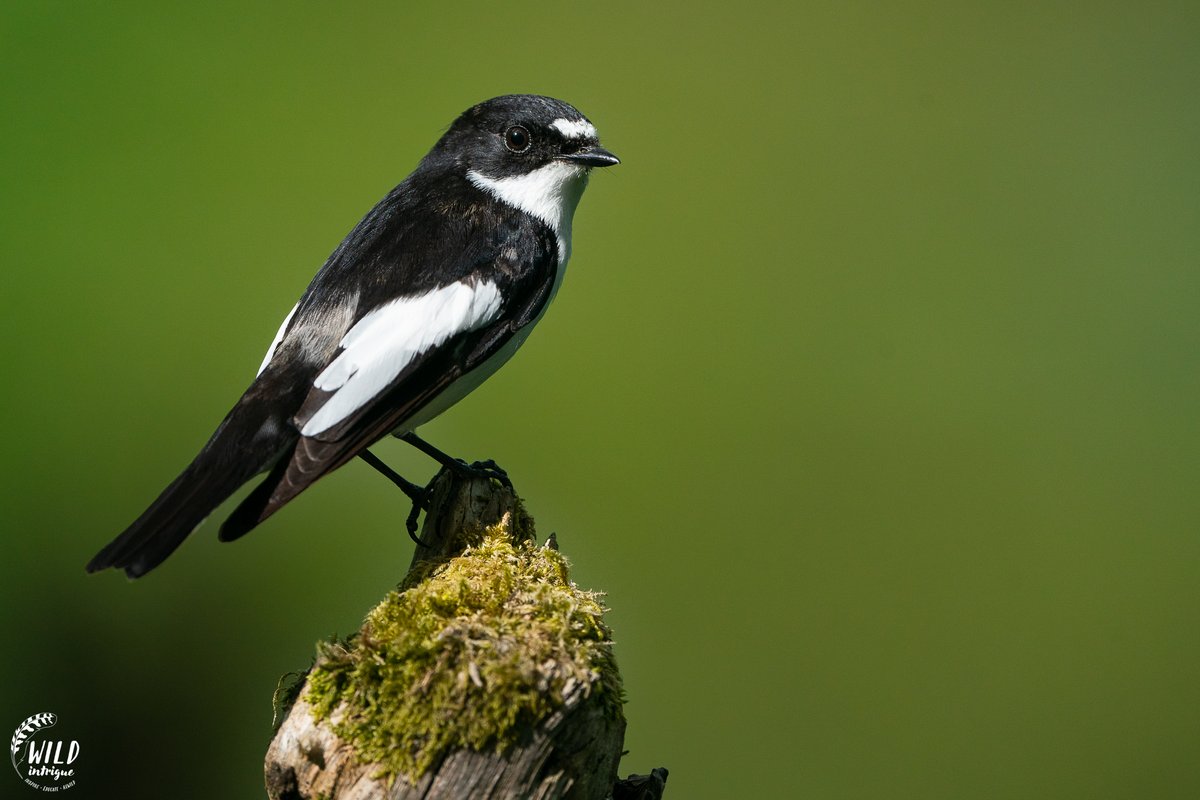 We're excited to launch for the first dates for the 2024 Pied Flycatcher Photography Hide season at @WildHaweswater! 👉 To find out more and book visit wildintrigue.co.uk/product/pied-f… 1/2 📸 Male Pied Flycatcher | Wild Intrigue, Pied Flycatcher Photography Hide, 2023