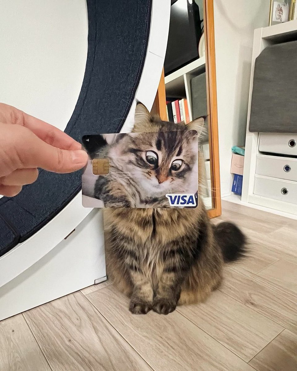 WeAssessCats's tweet photo. Got the best credit card😽 https://t.co/U3dNqbhKIt