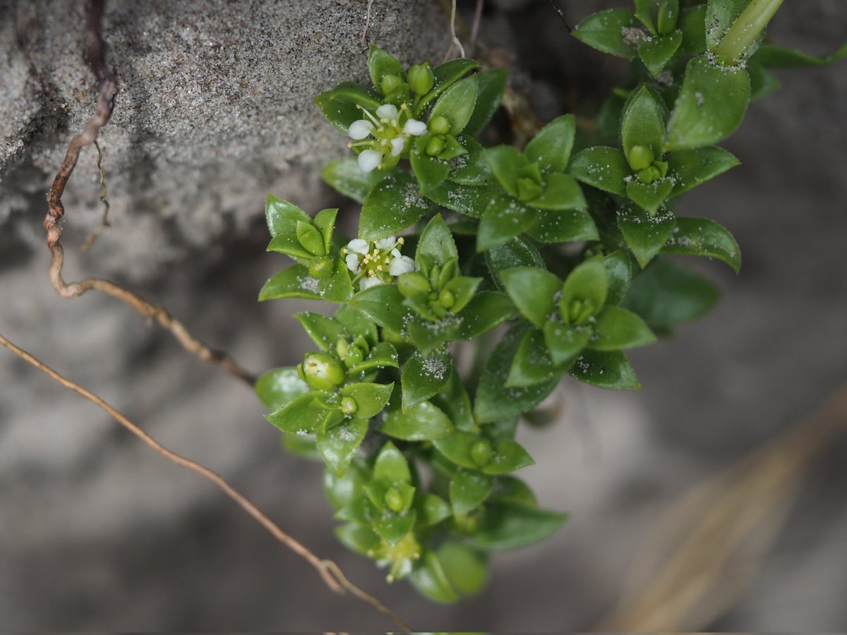 Sea Sandwort Honckenya peploides, growing in the entrance to a Rabbit burrow. Hayling Island, Hampshire. @BSBIbotany