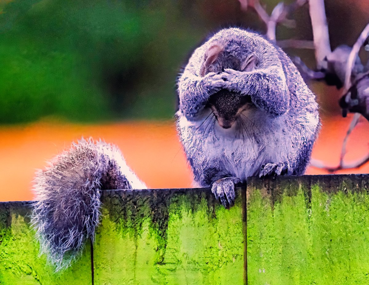 I'm not sure if this Squirrel doesn't like Mondays. Or he might be having a bit of a spruce up.spruce-up